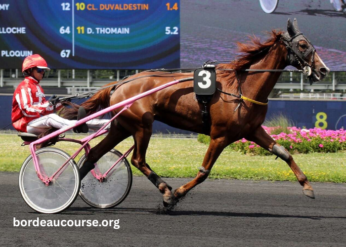 Un Cheval Par Jour (1)