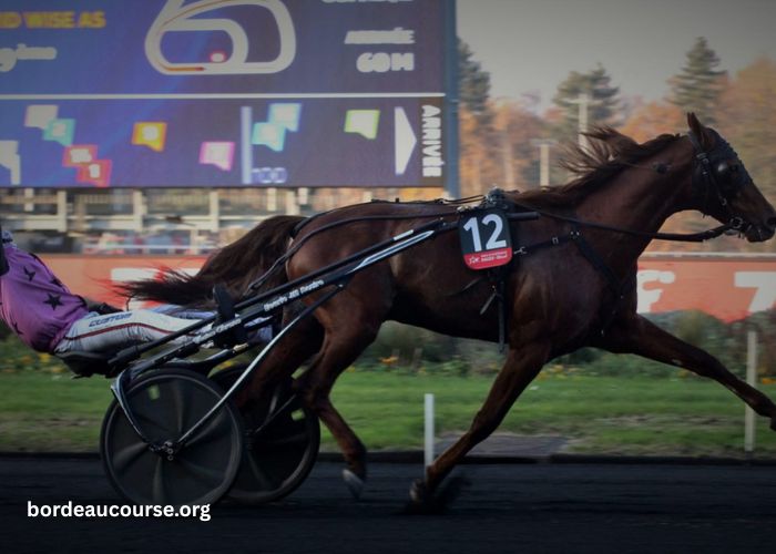 Cheval DE Base Prono