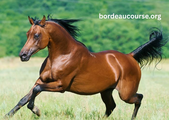 Cheval en OR (4)
