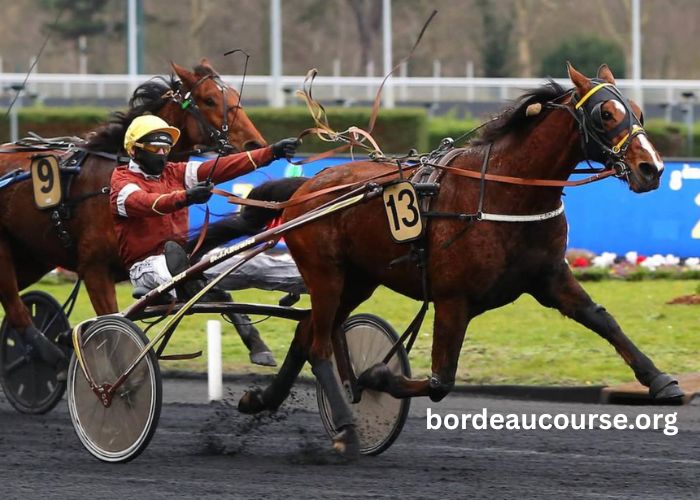Clou DE Girofle (2)