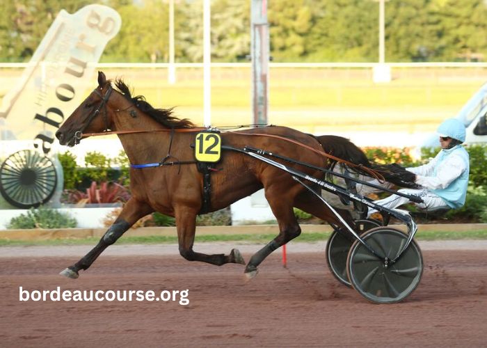 Cheval Gagnant Vip (2)