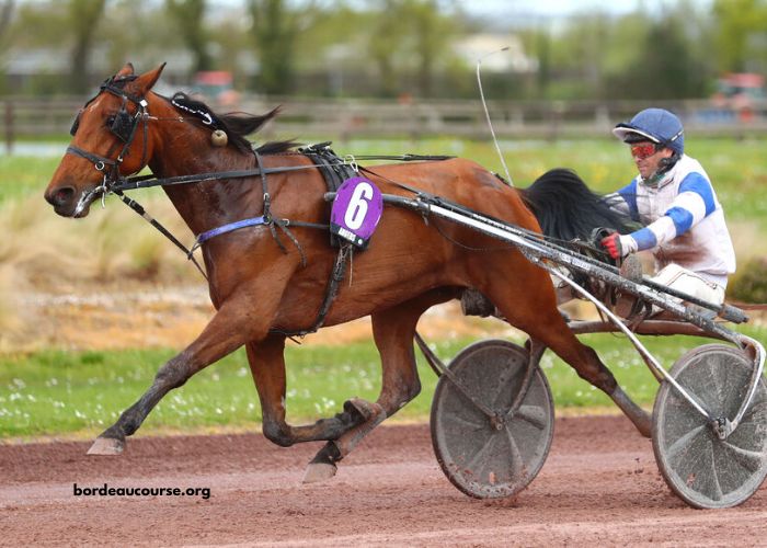 Le Boss Turf